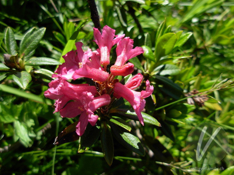 Rostblättrige Alpenrose: Übersicht